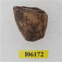 藏品(老虎牙根)的圖片